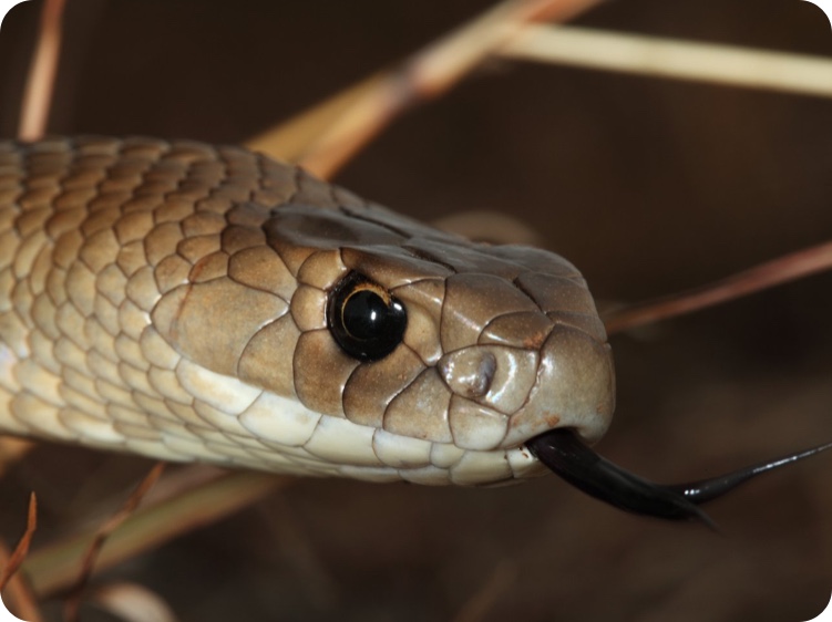 Red-bellied Blacksnake