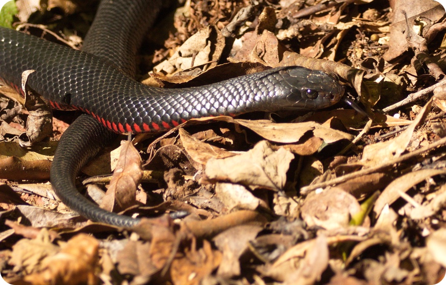 Red-bellied Blacksnake